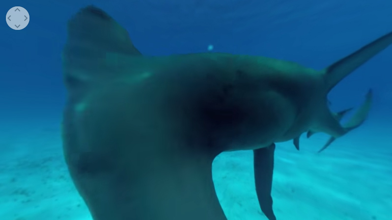 Vrスキューバダイビングでサメと遭遇 フランス発 スマホ Vrゴーグル Homidoシリーズ Vr動画